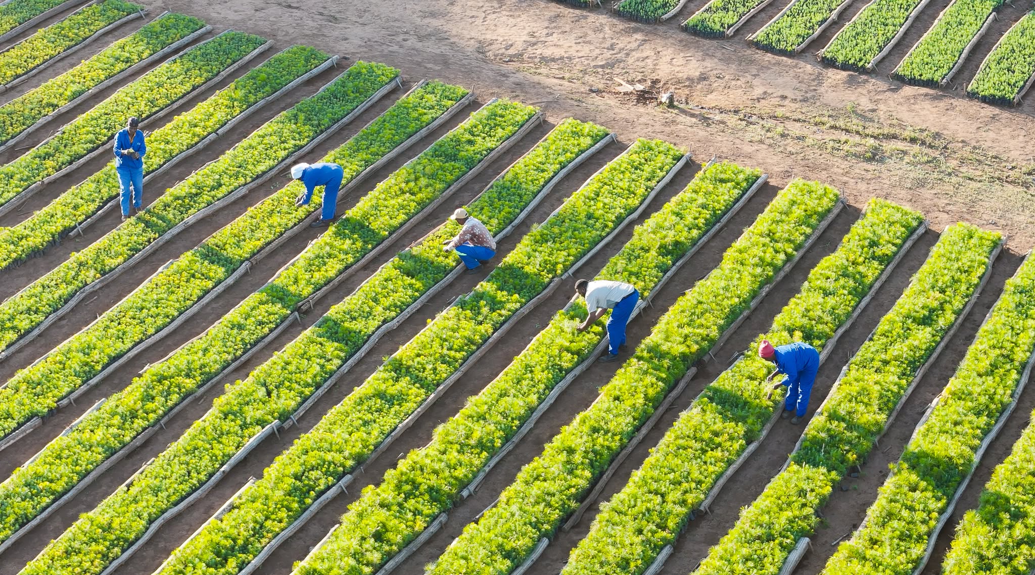 Workers tending nursery seedlings